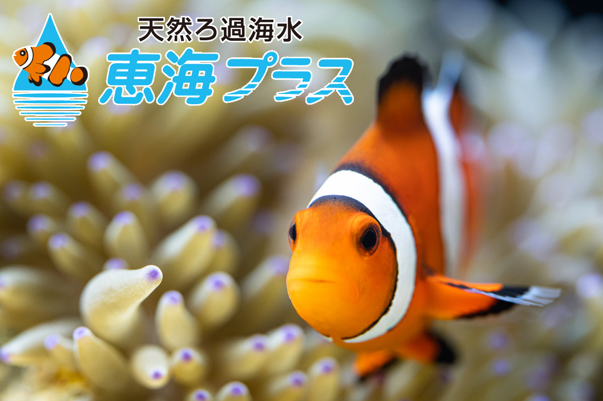 海水魚水槽用天然ろ過海水10ℓor20ℓ【恵海（めぐみ）プラス】