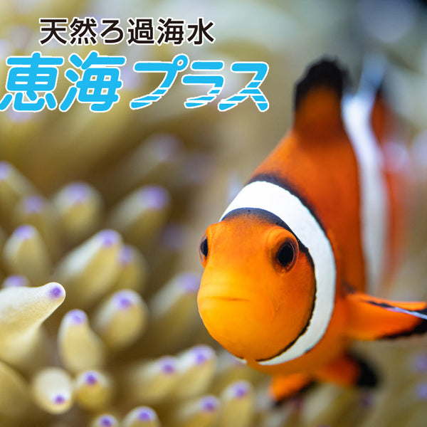 海水魚水槽用天然ろ過海水10ℓor20ℓ【恵海（めぐみ）プラス】